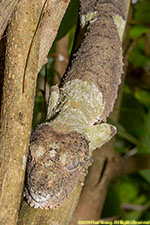 leaf-tailed gecko